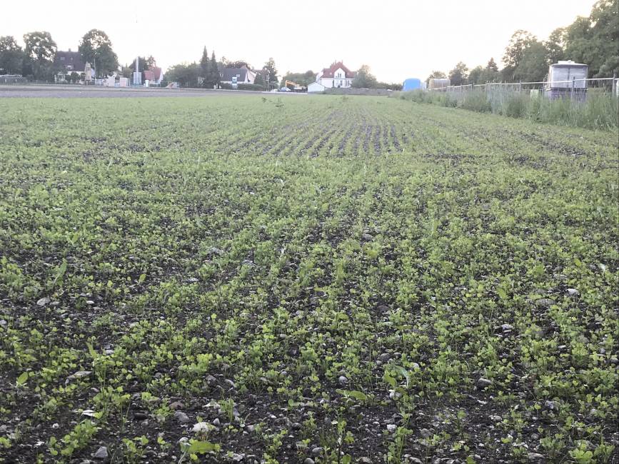 die Blumen sprießen