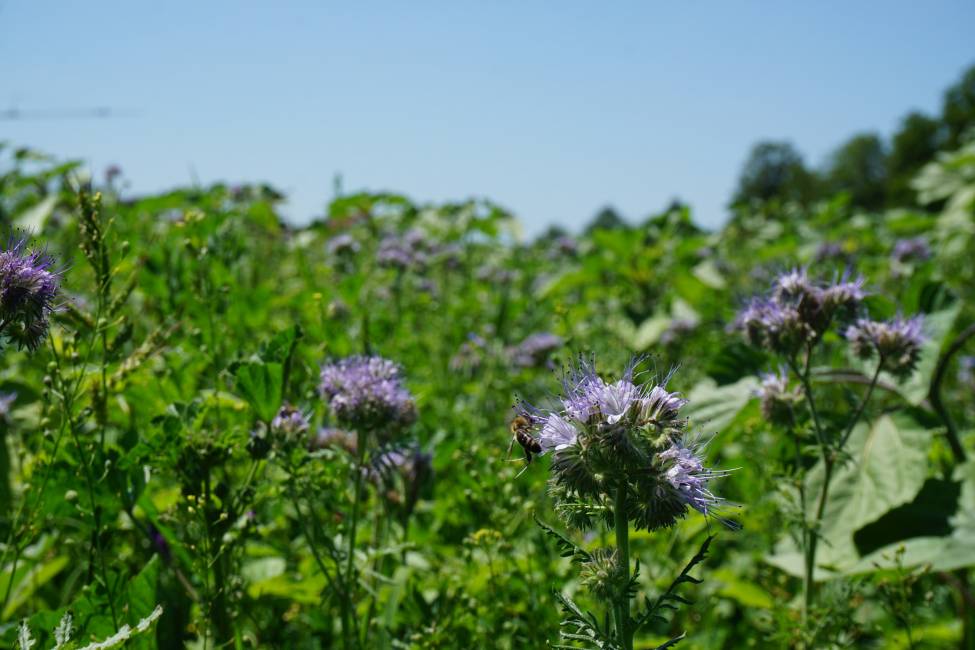 Blumenwiese 1 am 8.7.