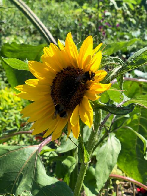 Wer sieht die Biene? Juli 5