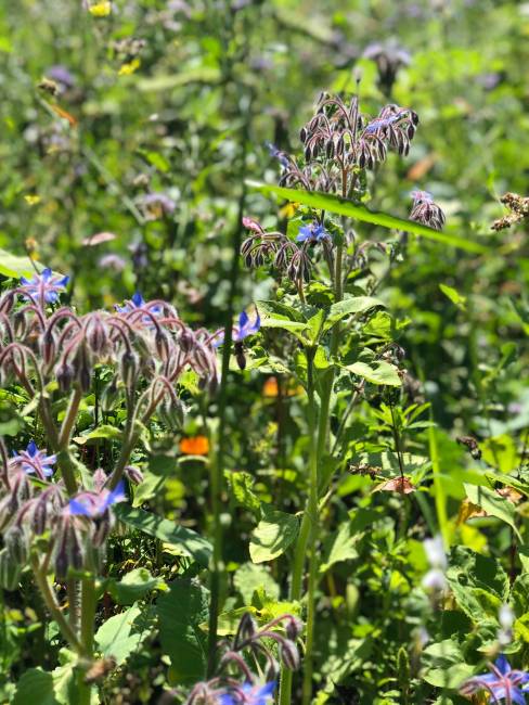 Tolle Blüten Juli 2