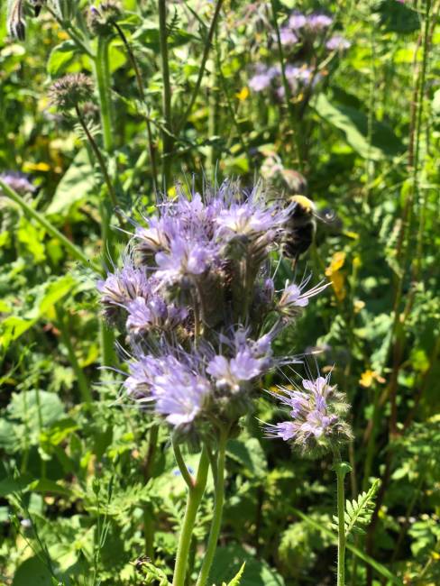Außergewöhnliche Blume Juli 3