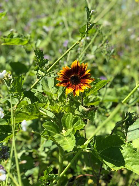 Wunderschön! Juli 4