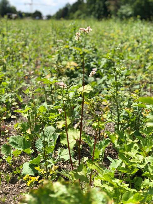 Die ersten Pflanzen sprießen! Es wächst