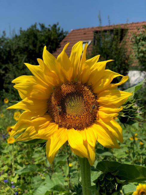 Die Wiese im August August 2