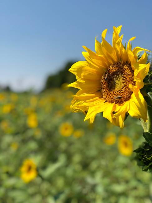 Die Wiese im August August 3
