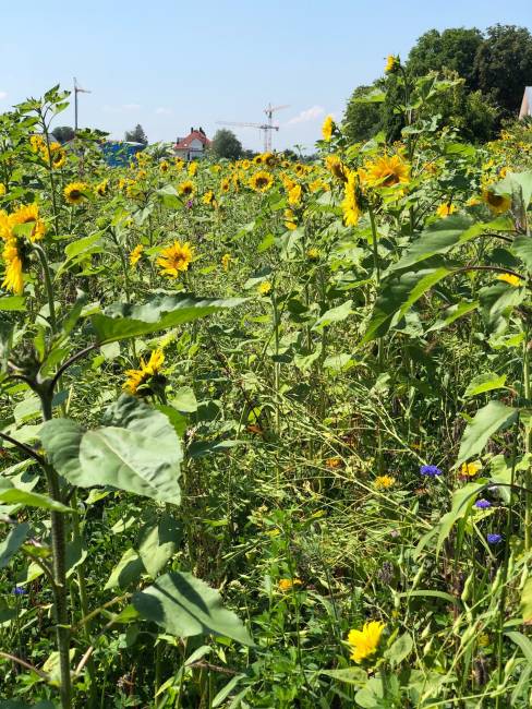 Die Wiese im August August 4