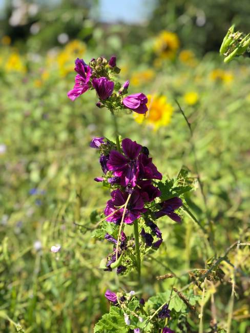 Die Wiese im August August 6