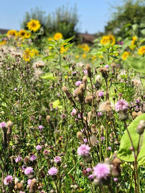Die Wiese im August August 7