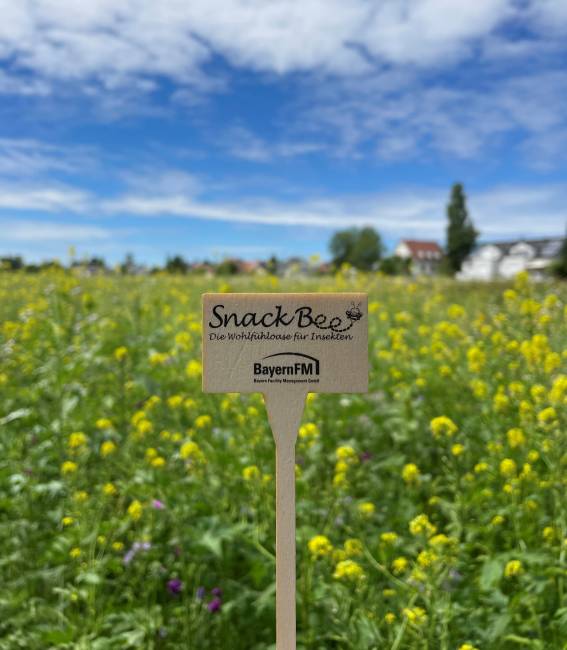 Snack Bee