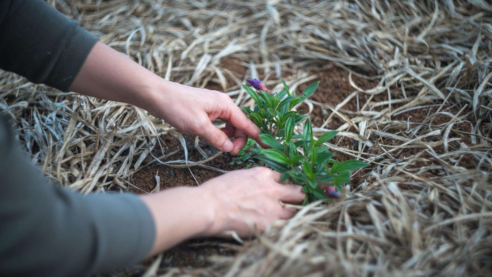 Pflanzen auch Sie einen Lebensraum für Insekten